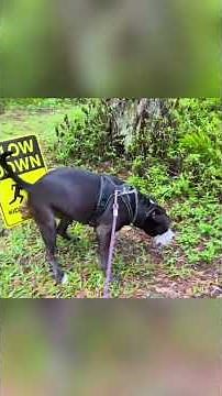 Dog Pooping Funny Videos | Hilarious Dog Pooping Moment! 😂🐶 | Funny Dog Video