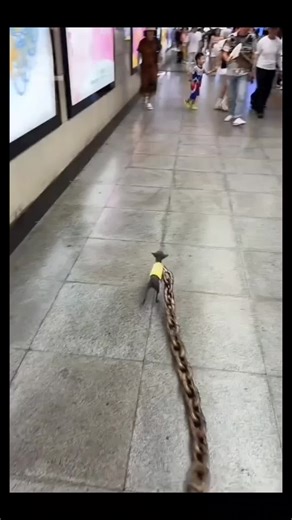 #memeshorts #memesvideo #memesdaily #memes #risasaseguradas | meme videos