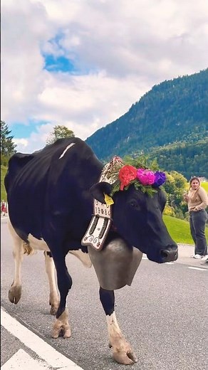 🌸🐄 “The Colorful Cow Festival of Switzerland! 🇨🇭