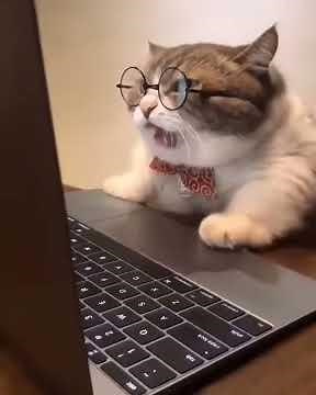 Cat with Glasses on Laptop