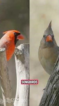Attract Northern Cardinals - North America’s Bright Red Exclamation Point #BackyardEcology