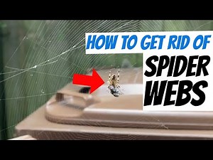 How To Remove Giant Spider Web Safely & Humanely