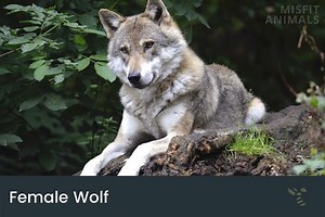 Female Wolf (Behavior, Rank & What They’re Called)