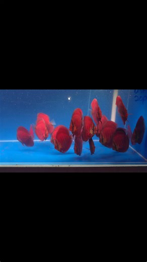 1.6K views · 88 reactions | Red Covers (New shipment) Coming soon 朗朗朗 Aren't they beautiful? #georgiadiscus #discusfishtank #fishtank #aquarium #fish #newarrivals #red #discuslovers | Georgia Discus | Facebook