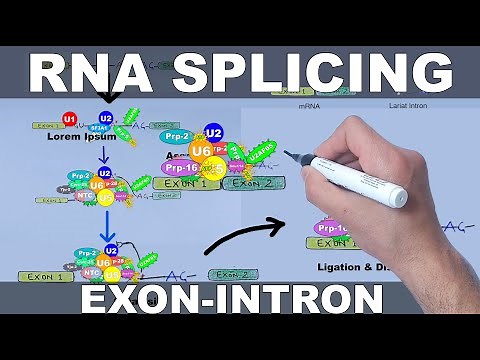 RNA Splicing Mechanism
