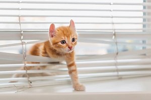 How to Stop Your Cat’s Bad Behaviors | Shallowford Animal Hospital