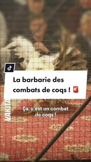 La barbarie des combats de coqs ! 🚨 😨 Cette pratique consiste à faire s'affronter des coqs jusqu'à ce que l'un des deux meurt. ➡️ Ce divertissement abominable est complétement légal dans les départements du Nord, du Pas-de-Calais, et dans la plupart des DOM-TOM. 💥Pour Vakita, @William Thorp a pu s'infiltrer dans un gallodrome deux week-ends de suite, et récupérer des images inédites.