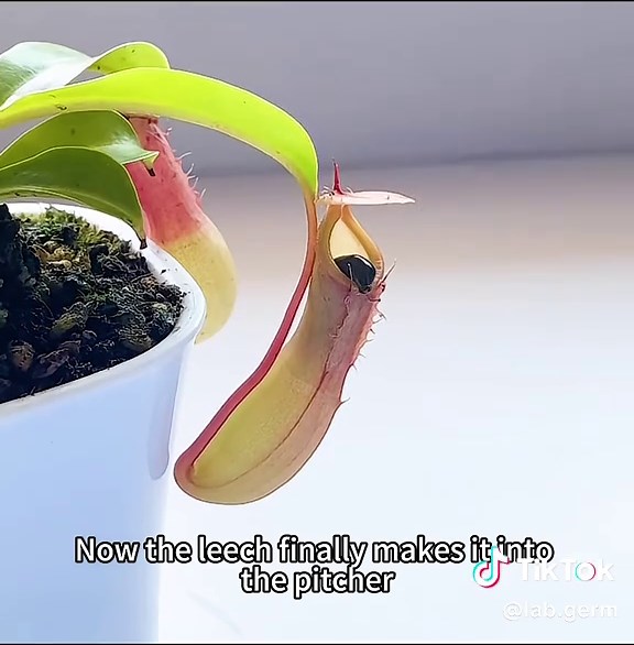 #fyp #usa #mosquito #bee #leech | bee