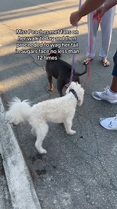 373K views · 5K reactions | Miss Peaches met some fans on her walk today and then proceeded to wag her tail in Sugar's face no less than 12 times #misspeaches | David Portnoy - El Presidente | Facebook