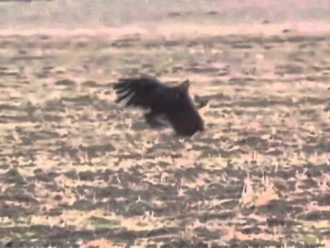 golden eagle catches deer