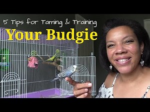 Five Key Tips : How to Tame My Parakeet