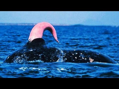 The Fascinating Anatomy of the Blue Whale