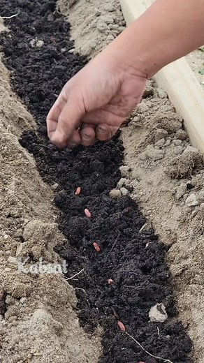 Planting Tips: Planting String Beans In Raised Garden Bed ➡️String beans are warm weather crops ➡️String beans germination temperature 70°F to 80°F ➡️When temperature is below 60°F germination is slow ➡️Seeds should be 2 to 3 inches apart and 1 to 2 inches soil over top ➡️Days to emergence 8 to 10 ➡️String beans do not like to be transplanted #gardeningtips #vegetables #gardening #veggiegarden #garden | Kabsat