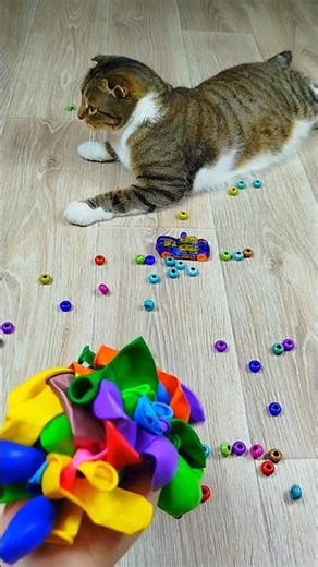 Cat Barsik Beads 🌈🎈 Reverse Video #marblerunandmore #cat #reverse