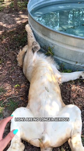 Proof that lions are just giant cats 🦁 #lion #bigcat #animals #cat #funny