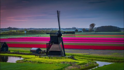 Netherlands in Bloom: Spectacular Drone Views of Dutch Tulip Fields