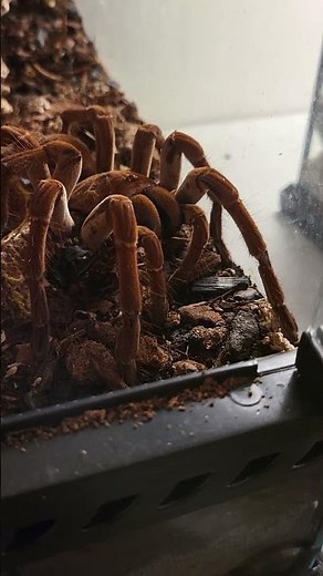 Male Goliath Bird Eating Tarantula Spider Feeding
