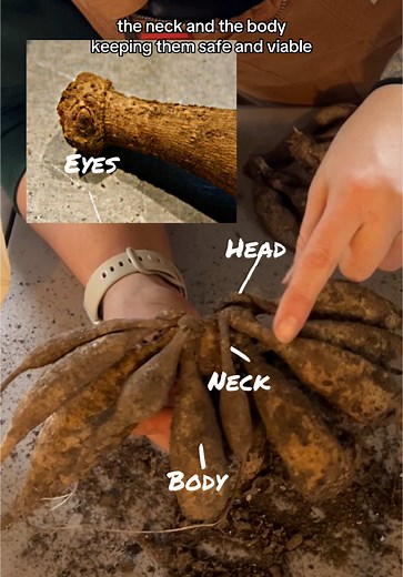 Storing and Dividing Dahlia Tubers: Step-by-Step Guide