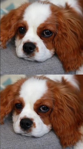 20 Adorable Puppy Names You’ll Instantly Fall in Love With