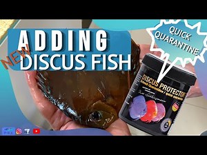 ADDING NEW DISCU FISH TO THE DISCUS TANK - DISCUS PROTECTOR QUICK QUARANTINE - ALENQUER DISCU