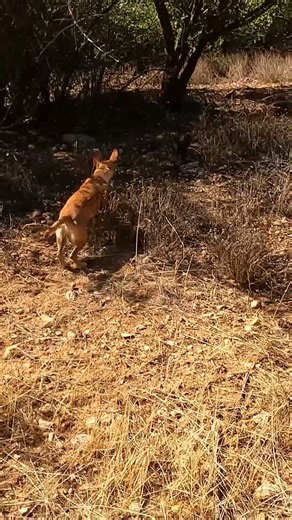 Hunter Released the Dogs… Rabbit Activated Messi Mode 🐇⚽💨”