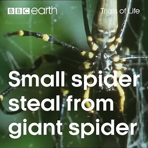 It's a spider eat spider world out there. | BBC Earth