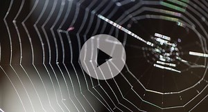 How is spider silk made? - Morgridge Institute for Research