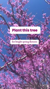 108K views · 685 reactions | Eastern Redbud Trees mark the start of spring!  Plus, this tree supports local pollinators. Tap the link in our bio to get trees delivered.  #easternredbud #gardening #trees #springplanting #floweringtrees #GardenIdeas #gardeninspiration #landscapingideas | Fast Growing Trees | Facebook