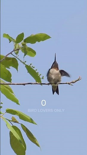 Hummingbird flying video | flying away in slow motion