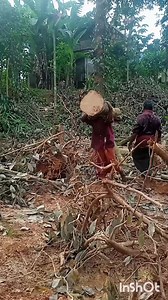 120K views · 4.6K reactions | നഗരൂർ ( പാട്ടറ ടീം ) . . . #kerala #tvm #keralareels #loading #thadi #thadikaran #power #wood #blood #reelsfacebook #facebookreels #reels #facebook #fyp #team #teamwork #daily #today #viralreels #viral #reelsindia #india #indiareels #in #labour #labours #thadilorrykkaran തടിപണിക്കാർ | മനോജ് കുമാർ | Facebook