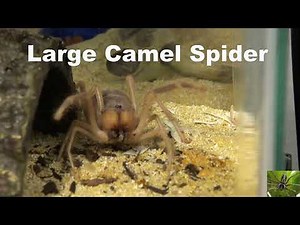 Large Camel Spider Solifugae