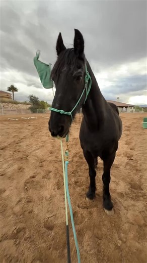 11 reactions | Happy Training Tuesday! We tried out the one pole straddle exercise with Ragnar, Stella, and Sasha. This exercise helps the horses be aware of their body, such as where to move and place their feet without looking. #ogshenanigansisters #trainingtuesday #polestraddle #horsesofınstagram #teachmehowtodougie | OG Shenanigan Sisters | Facebook