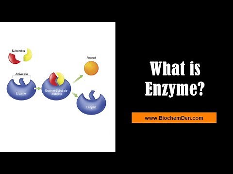 What are Enzymes, Substrate and Product? - BiochemDen.com