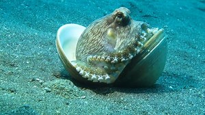 108K views · 1.1K reactions | See this octopus obsessing over its shell? It may look silly, but it’s all part of his impressive defense plan. | National Geographic TV | Facebook