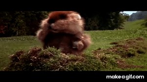 gopher dance caddyshack on Make a GIF