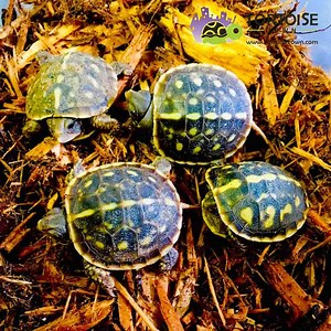 Eastern Box Turtle For Sale