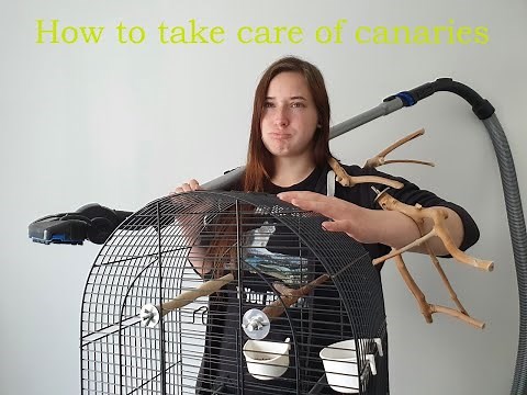 How to Care for Your Canary