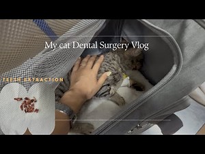 Treating My Cat’s Gingivitis After 2 Years |Teeth Extraction 😿 Emergency Surgery.