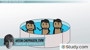 Inner Ear | Anatomy, Structure & Function