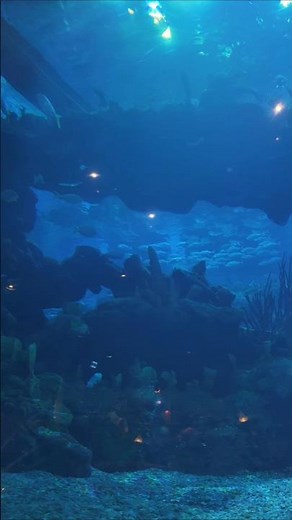 BEST EPCOT restaurant aquarium views 🐟 #disney
