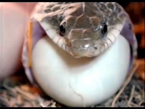 CRAZY VIDEO! Catching RAT SNAKES EATING CHICKEN EGGS! Use snake traps! Subscribe to see more!