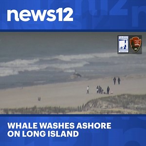 30K views · 59 reactions | WATCH LIVE: Beached whale seen at Robert Moses Field 5 on Long Island - https://bit.ly/42S94LJ | News 12 New Jersey | Facebook