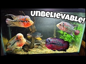 I Bought FIVE New FLOWERHORN Fish!!