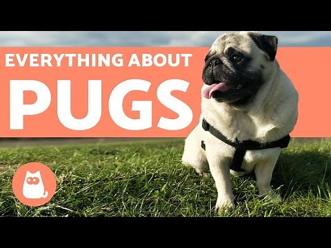 Everything You Need to Know About Pugs - Characteristics and Care