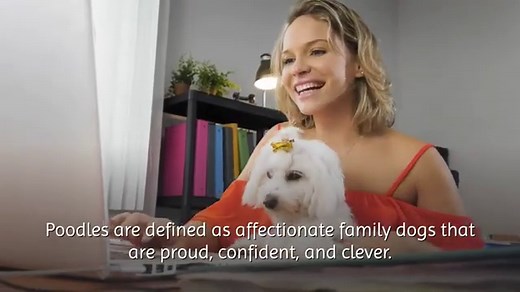 13 Smartest Small Dog Breeds List In The World ( TOP 10 3 )