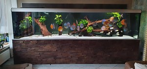 62K views · 1.3K shares | Memories <3 Absolutly deserves a Repost. Gorgeous Discus Tank (350x80x80cm, 2000 L, sumped) <3 by Bianca and Andreas Tillmann. Enjoy this stunning Discus Collection and Set Up. The Video Cover Picture shows the total Tank View. For a better Quality watch it on my youtube channel and subscribe please: https://www.youtube.com/watch?v=MLqppTMy0n0&feature=youtu.be | Volkers Discus Paradise Berlin | Facebook