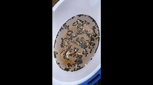 85K views · 2.2K reactions | Check out the homemade chipmunk traps I made | Rickey Smiley | Facebook