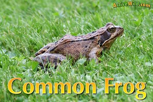 European Common Frog Facts For Kids & Adults: Pictures, Information, Video