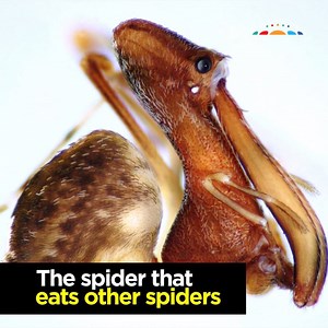 381K views · 424 reactions | Behold.. the pelican spider. | Australian Academy of Science | Facebook