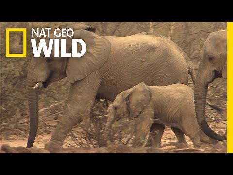 Amazing Animal Migrations by Land, Air, and Sea | Nat Geo Wild
